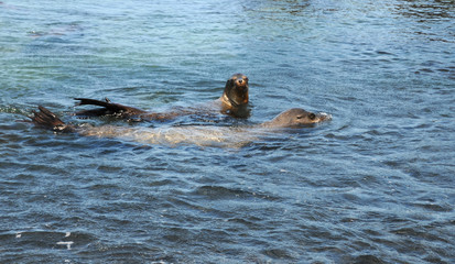 Galapagos Seelöwen schwimmen