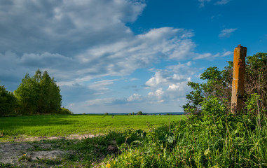 rural landscape. the green agricultural field behind bushes under the blue cloudy sky