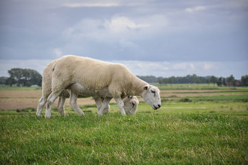 Schafe auf der Weide