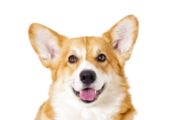 dog looking on a white background