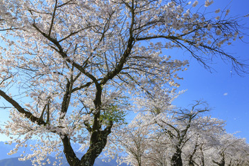 桜並木
