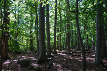 Beech forest view