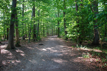 Beech forest footpath
