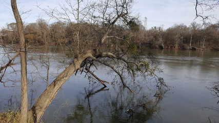 Tree in the river