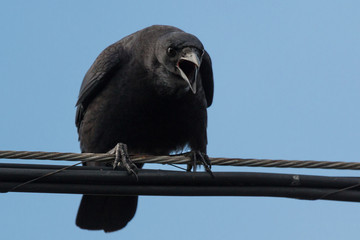 Angry crow on a wire