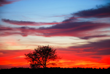 Fototapeta na wymiar Single tree at sunset