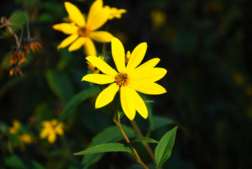 Yellow daisies close up