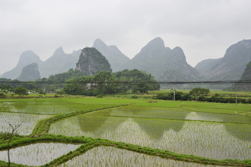Rice Fields in China