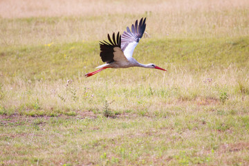 Obraz na płótnie Canvas Flying white stork. Spread out wings.