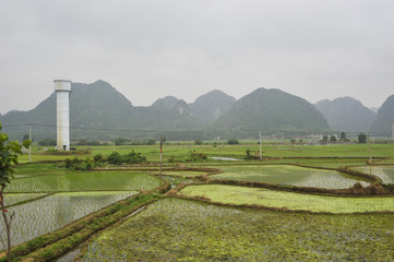 Rice Fields in China