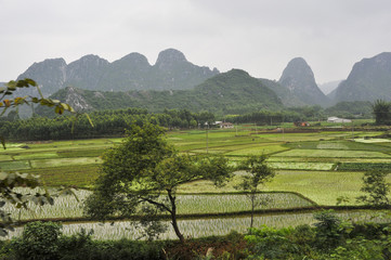 Rice Fields in China