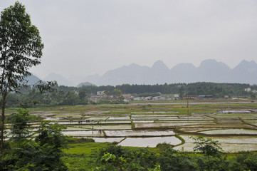 Rice Fields in China
