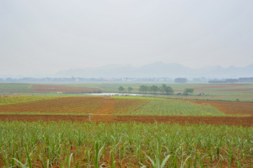Sugar cane Fields in China