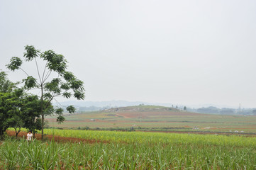 Sugar cane Fields in China
