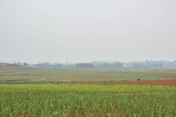 Sugar cane Fields in China