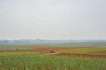 Sugar cane Fields in China