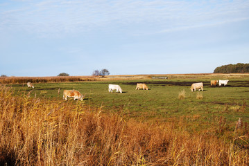 Fototapeta na wymiar Grazing cattle in a sunlit marshland