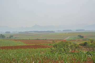 Sugar cane Fields in China