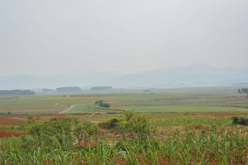 Sugar cane Fields in China