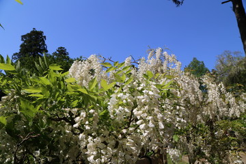 藤の花