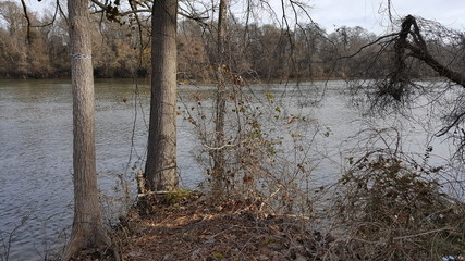 Bare, winter trees at the river