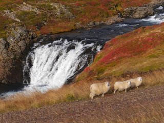 Herbstlandschaft mit Wasserfall und Schafen im Westen von Island