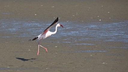 Greater flamingo getting ready to take off at Walvis Bay in Namibia