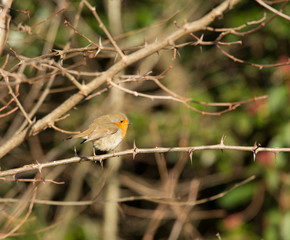 PETTIROSSO