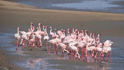 Naklejka premium Greater flamingos at Walvis Bay in Namibia