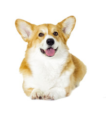 dog looking on a white background