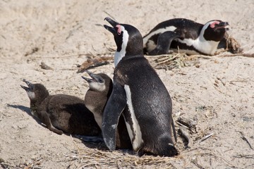 Naklejka premium Family of three African penguins on Boulder Beach in Cape Peninsula