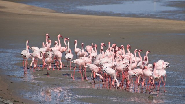 Greater flamingos at Walvis Bay in Namibia
