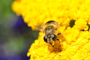 Macro time