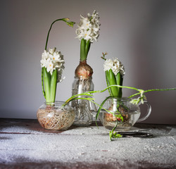 still life with three hyacinths and freesias in glass vases.