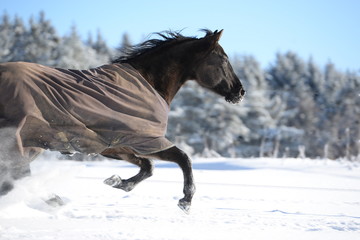 running wild, beautiful black quarter horse wearing a blanket and running fast through snow