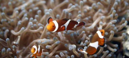 Fototapeta na wymiar underwater - nemo - small clown fish