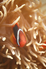 underwater - nemo - small clown fish