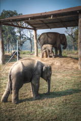 elephants in Chitwan
