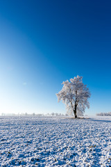 One frozen tree in the middle of field covered by snow