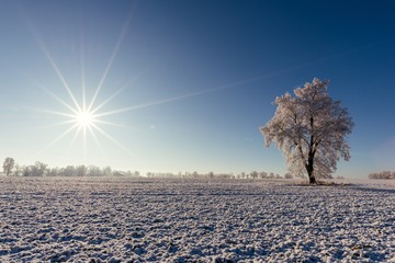 Single frozen tree in alone on the field with sun in background