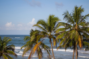 Palmen und blauer Himmel, Sri Lanka 