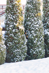 Winter spruces on park covered by snow.