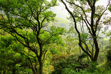 Urwald und Bäume im Hochland von Sri Lanka