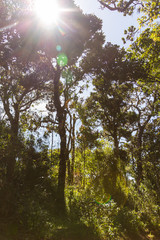 Urwald und B&auml;ume im Hochland von Sri Lanka