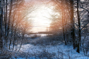 Sunlight through trees in winter