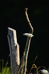 Flower with Branches
