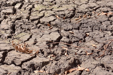 Dry ground