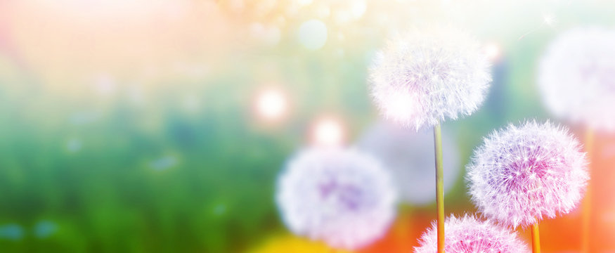 Fluffy dandelion flower against the background of the summer lan