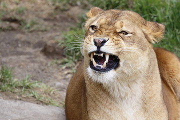 Angry lioness