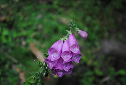 Beautiful but Poisonus